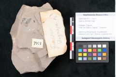 Foto (Objekt + Etikett) von Quercus drymeja Unger (NHMW-GEO-2024-0188-7971)